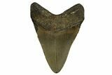 Fossil Megalodon Tooth - North Carolina #328077-1
